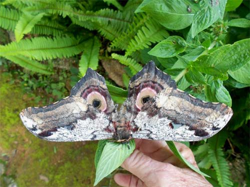 Zimbabwe Eastern Highlands